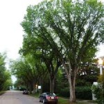 Elm - American (DED resistant)